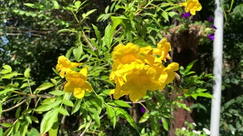 Slow motion close up of bumblebees flying and feeding on bright yellow flowers Stock Footage 146756900