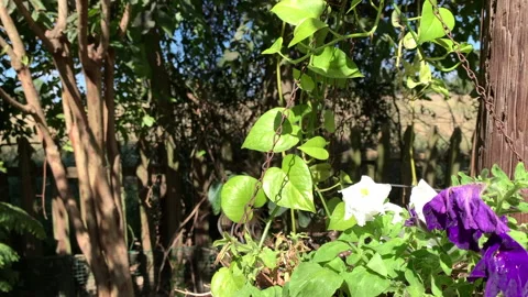 Slow motion close up of butterfly flying and feeding on bright petunia flowers Stock Footage 146756925