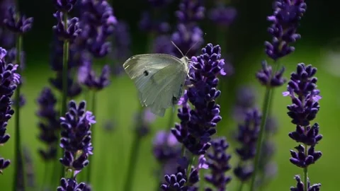 Slow motion close up butterfly perches on a Lavender flower and flies awayf Stock Footage 133640644