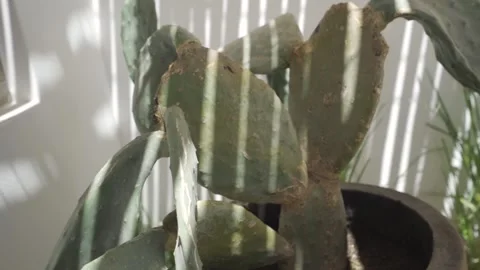 Slow motion close up of cactus with sunlight and shadow cast by reed roof Stock Footage 257950520