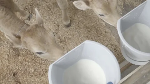 Slow Motion Close-up of Calf Drinking Milk from Bucket Feeder, Organic Farm Stock Footage 320632714