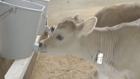 Slow Motion Close-up of Calf Drinking Milk from Bucket Feeder, Organic Farm Stock Footage 320632722