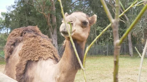 Slow motion close-up of a camel animal species twisting neck and looking around Stockbeeldmateriaal 345182590