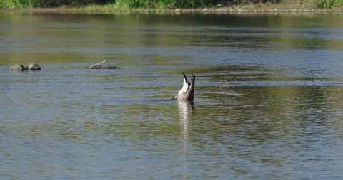 Slow Motion Close-Up of Canada Goose Bottom-Up Foraging in American River Stock Footage 320374881