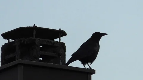 Slow motion, close-up: Carrion crow (corvus corone) on the edge of a chimey top Stock Footage 92923370