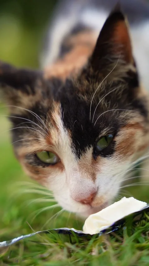 Slow-Motion Close-Up of a Cat Eating Cheese Outdoors” Stock-Footage 298076057