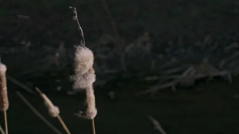 Slow Motion Close Up Cattails Georgetown Canal Washington DC Stock Footage 155755742