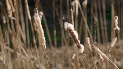 Slow Motion Close Up Cattails Georgetown Canal Washington DC Stock Footage 155755746