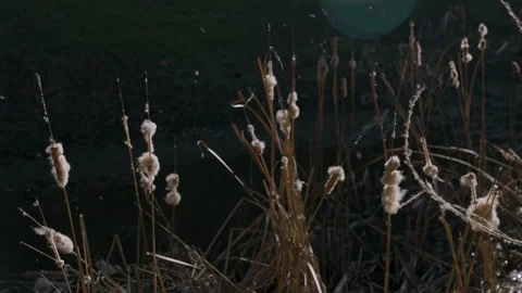 Slow Motion Close Up Cattails Georgetown Canal Washington DC Stock Footage 155755755