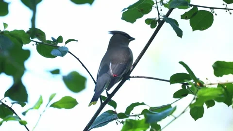 Slow Motion Close-Up of Cedar Waxwing Turning on Branch Stock Footage 340238283