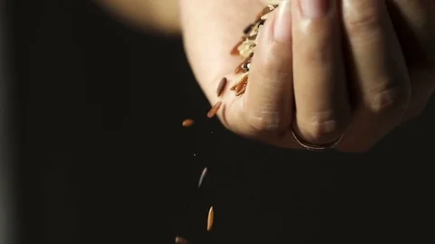 Slow motion, Close up cereal rice grains falling from woman's hand. Stock Footage 79026041