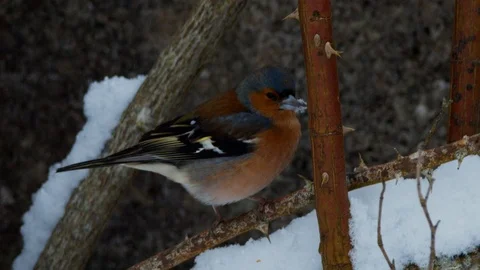 Slow motion close up of Chaffinch eating snow and flying away Stock Footage 114464206
