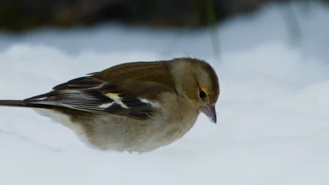 Slow motion close up of Chaffinch on ground eating snow Stock Footage 114465646
