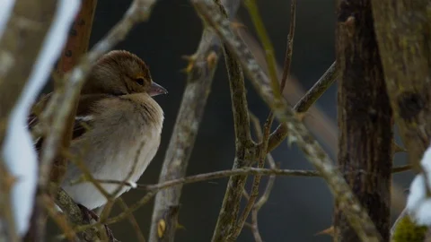 Slow motion close up of Chaffinch hidden in thorns while it's snowing Stock Footage 114470057