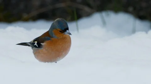 Slow motion close up of Chaffinch in snow Stock Footage 114456157