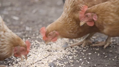 Slow Motion - Close-up Off Chickens Eating Seeds. Stock Footage 126701210