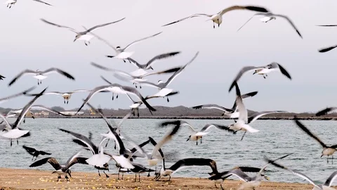 Slow motion close up clip of many seagulls landing to eat spilled popcorn. Stock Footage 127270371