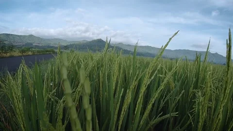 Slow Motion Close Up Clip of Rice ready to harvest camera moving forward Stock Footage 167760708