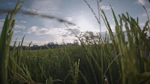 Slow Motion Close Up Clip of Rice ready to harvest Stock Footage 167760883