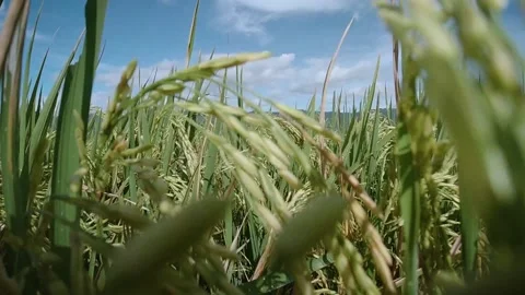 Slow Motion Close Up Clip of Rice ready to harvest under blue sunny sky Stock Footage 167761063