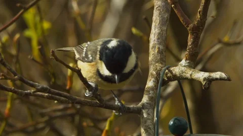 Slow motion close up of Coal tit hopping off branch Stock Footage 114460635