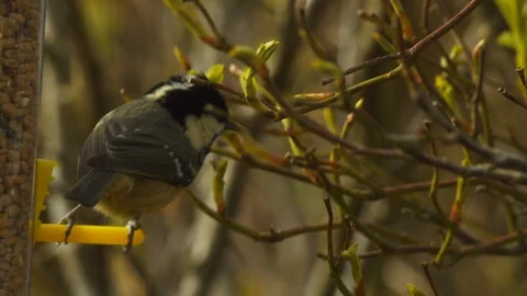 Slow motion close up of Coal tit on seed feeder shaking in the wind Stock Footage 114460664