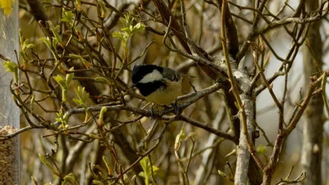 Slow motion close up of Coal tit jumping off branch Stock Footage 114461740
