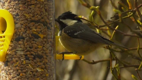 Slow motion close up of Coal tit taking seeds from feeder Stock Footage 114475330