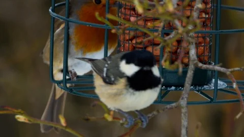 Slow motion close up of Coal tit pecking at seed with Robin in background Stock Footage 114477814