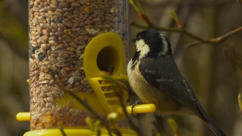 Slow motion close up of Coal tit pecking through seeds then flying away Stock Footage 114478756