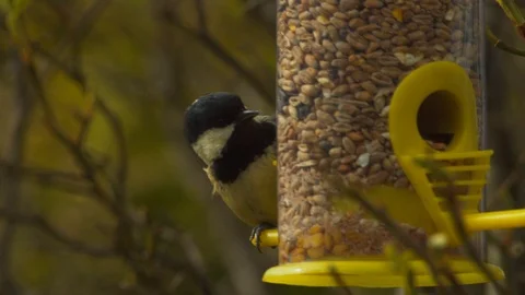 Slow motion close up of Coal tit trying to find seeds it likes Stock Footage 114479797