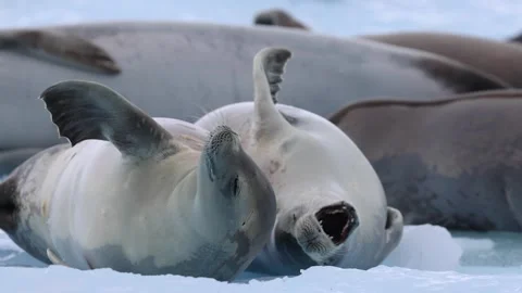 Slow motion close-up of crab-eater seals resting on Antarctic sea ice, with one Vidéo 335372015