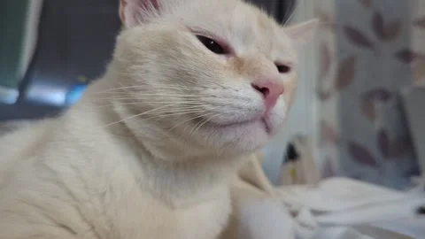 Slow Motion Close Up of Curious Cat Sniffing Stock Footage 341492720