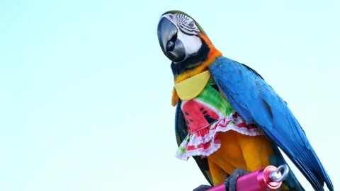 Slow motion close up of cute Blue and Yellow macaw with dress Stock-Footage 205531675