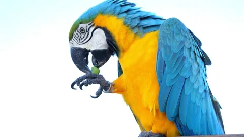 Slow motion close up of cute Blue and Yellow macaw eating Stock Footage 205531679