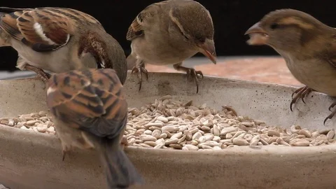 Slow-motion, Close-up: cute house sparrows surrounding bowl with sunflower seeds Stock Footage 99106563