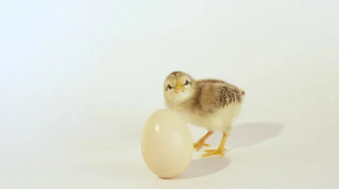 SLOW MOTION CLOSE UP: Cute little baby chick waiting for an egg to hatch Stock Footage 65174751
