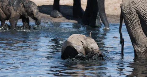 Slow motion close-up. Cute young elephant calf playing in the water next to mom Stock Footage 249219210
