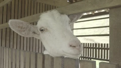 Slow Motion of a close-up of Dairy Goat (Cabra) in Wooden Pen, Organic Farm Stock Footage 320632901