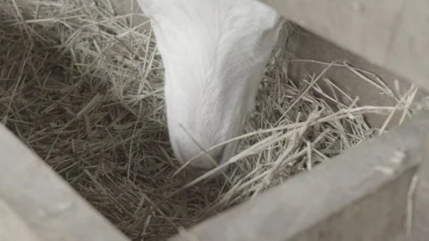 Slow Motion Close-up of Dairy Goat (Cabra) Eating Hay/Straw in Feeder Stock Footage 320632942