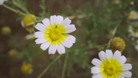 Slow motion close up of daisy with an insect on it Stock Footage 257949190