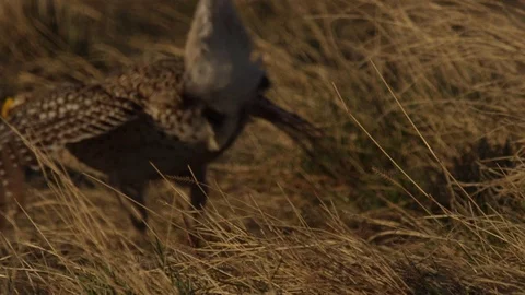 Slow motion - close on dancing sharptail Stock Footage 81049762