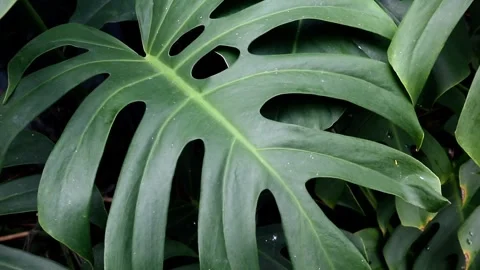 Slow motion close-up of dark green monstera leaves Stockbeeldmateriaal 313722921