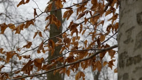 Slow motion close up dead brown leaves on branch 스톡 동영상 144492884