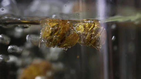 Slow Motion Close Up of Dendrobium Herb Boiling in Water Stock Footage 339641110