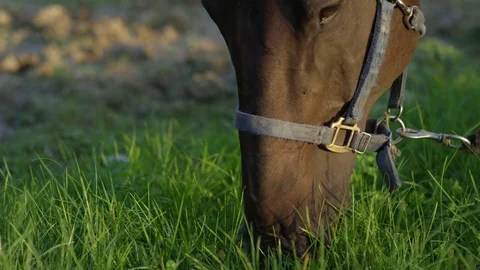 SLOW MOTION CLOSE UP: Detail of brown horse eating lush green grass in nature Stock Footage 80692223