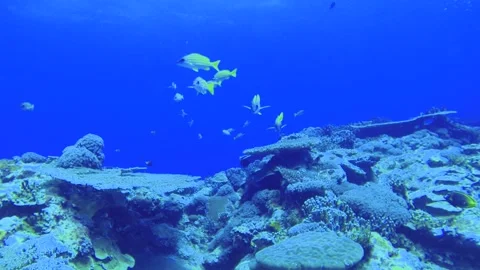 Slow motion close up diving view of a group Common bluestripe snapper fishes Lut Stock Footage 314266604