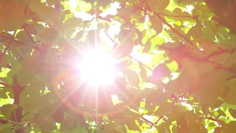 SLOW MOTION CLOSE UP DOF: Sun peaking through lush green leaves in tree canopies Stock Footage