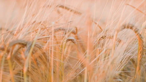 SLOW MOTION CLOSE UP DOF Sunset glow on a beautiful vast yellow field of ripe wh Stock Footage 159172478