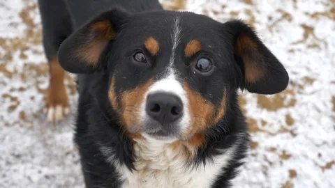 Slow Motion Close-Up. The dog looks at the camera, is surprised and presses his Stock-Footage 82010809